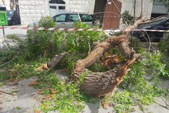 Grosso albero si spezza e finisce sulle auto, paura in piazza Grenoble