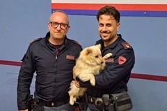 Salvato un cagnolino in strada a Corato. L'intervento della Polizia