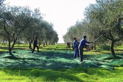 Coldiretti: decreto flussi in Gazzetta Ufficiale salva 30000 giornate; al via ingresso lavoratori non comunitari
