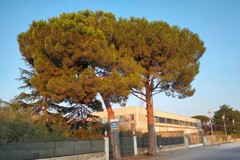 Addio ai "giganti verdi" di via Castel del Monte