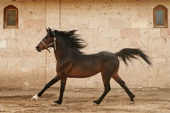 In Senato una proposta di legge bipartisan per vietare la macellazione dei cavalli