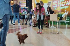 Ottavio e tanti altri bellissimi cani nel Gran Shopping Molfetta