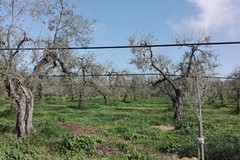 L’Archeoclub presenta il docufilm "Rami di Cultura" dedicato alla Cultivar Coratina