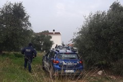 Vigilanza, doppio furto di olive sventato nelle campagne di Corato