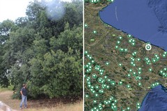 La Puglia terra di patriarchi verdi: 216 alberi monumentali nell’elenco Masaf, c'è anche Corato