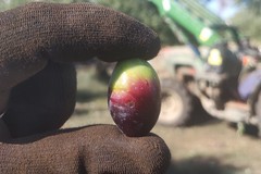 La protesta di Orgoglio Olivicolo parte da Corato: «Rischiamo di raccogliere povertà»