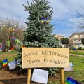 Nuova  "casa " per gli alberi natalizi. La scuola  "Sacra famiglia " adotta il pino argentato