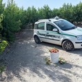 Sventato furto di pesche a Corato: una persona fermata e denunciata