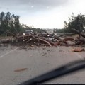 Maltempo: crolla un albero, pericolo sulla Corato-Bisceglie