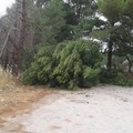 Forte vento, un albero della pineta Bracco collassa sulla strada