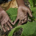 Coldiretti: «108milioni di bambini sfruttati in agricoltura. Basta col caporalato bianco»