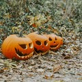 Due laboratori di Halloween per bambini al Museo di Corato