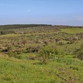 Parchi per il clima, 3 milioni per 6 progetti di riqualificazione. C'è anche il Bosco Cecibizzo