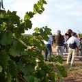 Anche a Corato sarà  "Cantine aperte in vendemmia "