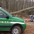 Incendi boschivi, territorio monitorato da 60 pattuglie dei Carabinieri forestali