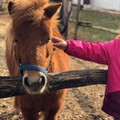 Le attività di pony e cavalli del circolo ippico di Corato al tempo del Covid19