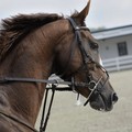 LNDC contro la sagra della carne di cavallo a Corato