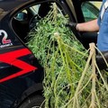 8 piante di marijuana nel cortile di casa, arrestato un 34enne