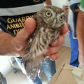 Il giorno fortunato di una piccola civetta a spasso su via Duomo