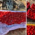 La salsa di pomodoro, il rito pugliese di fine estate