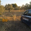 Controlli rafforzati, sventato il primo furto di olive a Corato