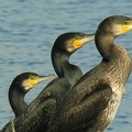 Coldiretti: Tropicalizzazione del clima triplica la presenza dei cormorani in Puglia