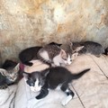 A Corato la Sanb ha salvato 5 gattini abbandonati che cercano casa