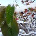 Neve e temperature in picchiata, a rischio colture e primizie