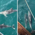 Avvistate famiglie di delfini nelle acque di Oasi Torre Calderina a Molfetta