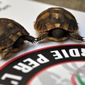 Due esemplari di tartaruga in via di estinzione salvate dalle Guardie per l'ambiente