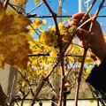 Campagna vitivinicola, Longo: «Tuteliamo i produttori di uva»