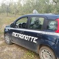 L'abbaiare dei cani richiama i vigilanti, recuperata auto rubata