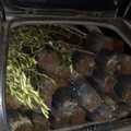 In trasferta a rubare 60 piante d'ulivo. Denunciato dai Carabinieri un 62enne
