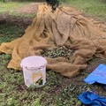 Furto di olive in un terreno in Via Trani: ladri messi in fuga dalla Vigilanza