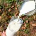 Latte, produzione in diminuzione nel barese