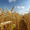 «Il maltempo ha messo in ginocchio la produzione di grano»