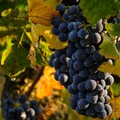 Uva da vino, Cia Puglia: «Qualità eccellente, no alle speculazioni»