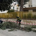 Corato, vento forte all’alba: intervento in via Manerba vicino alla scuola Fornell