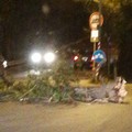 Il forte vento spezza un albero, disagi in via Castel del Monte