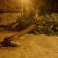 Ultim'ora: grosso albero si piega in Piazza Vittorio Emanuele