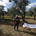 Ladri di olive messi in fuga da Polizia Locale e Gadit