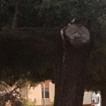 Paura nel centro cittadino, albero collassa sul Corso