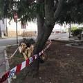 Cade un albero nella piazzetta su Via Belvedere