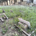 Cimitero di Corato: dove l’erba del vicino è davvero più alta