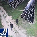 Sventato l'ennesimo furto di pannelli fotovoltaici, ladri in fuga