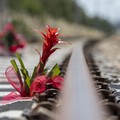 In memoria del disastro ferroviario: il fotoracconto