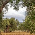 Emergenza xylella, «Fermarla in Puglia significa salvare il patrimonio italiano»