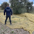Sventato furto di olive nelle campagne di Corato da Polizia di Stato con l’ausilio delle GPG della Metronotte