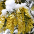 Neve e gelo, allarme per verdure in campo e alberi in fiore
