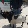 Un montone a spasso per la strada. Recuperato dalle Gadit